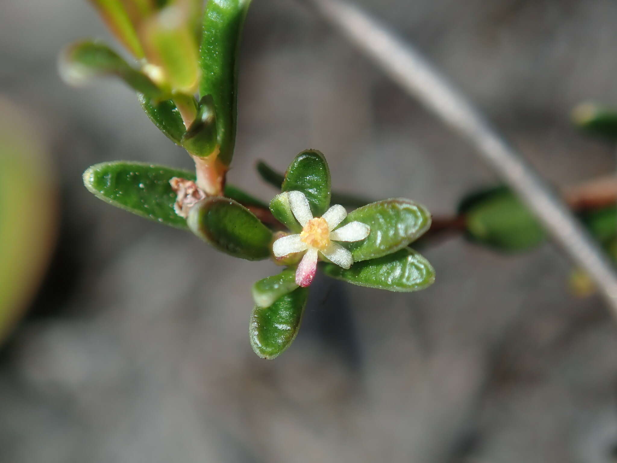 Image of Pseudanthus orientalis F. Muell.