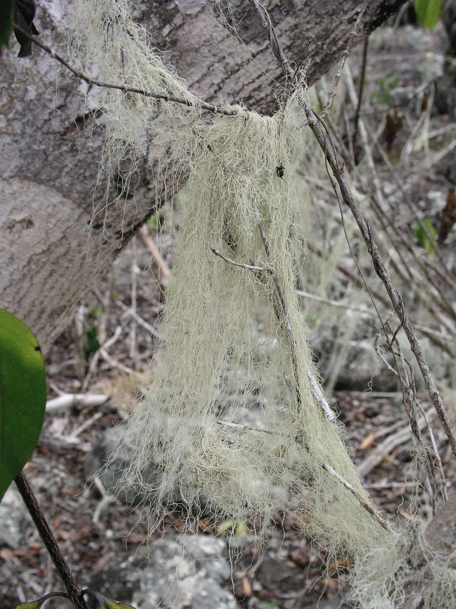 Image of cartilage lichen