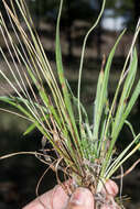 صورة Plantago linearis Kunth