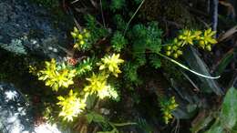 Image of Sedum morrisonense Hayata