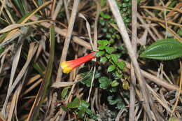 Image of Desfontainia splendens Humb. & Bonpl.