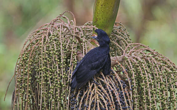 Image of umbrellabird