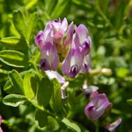 Image of Bodin's Milk-Vetch