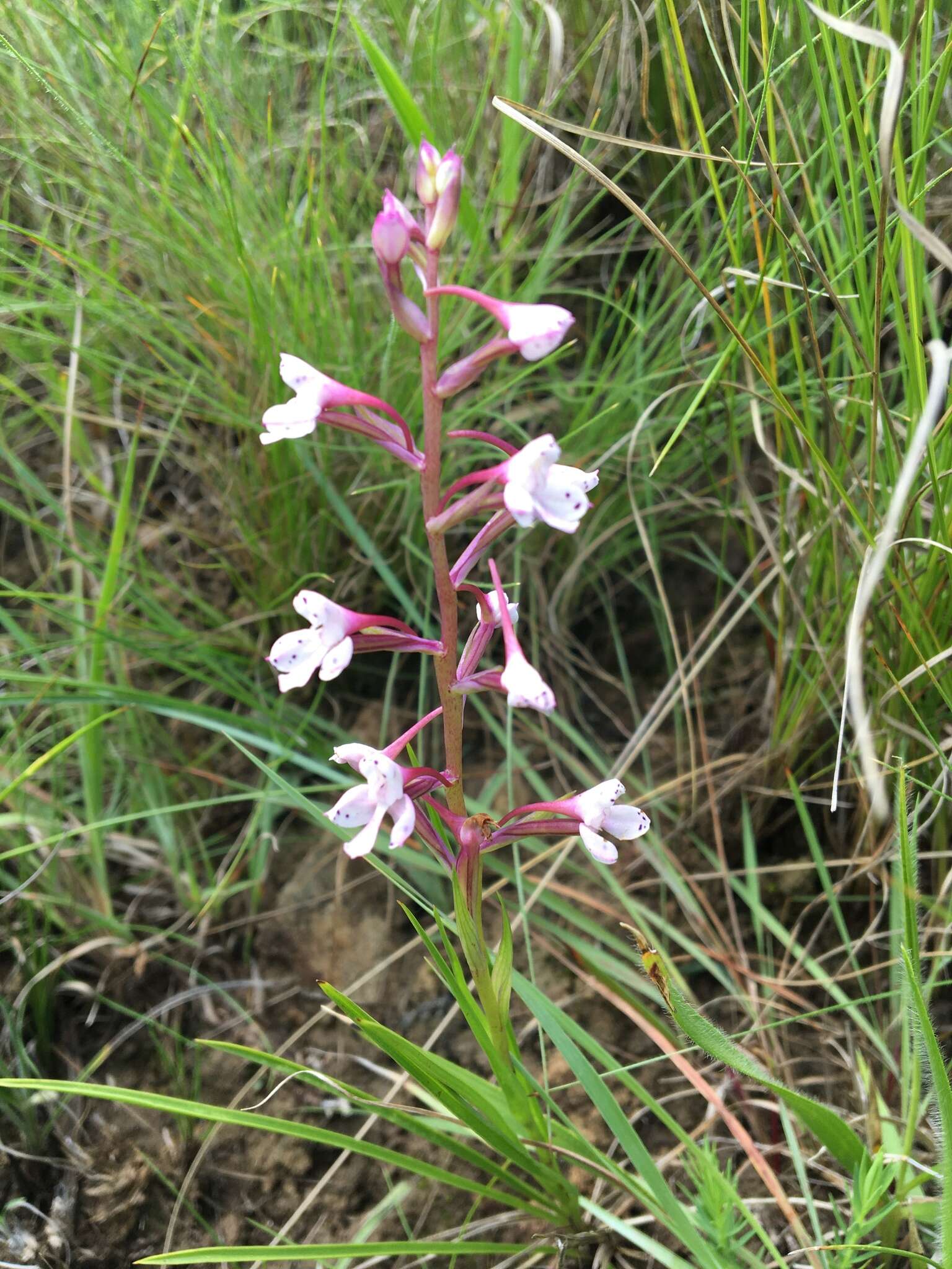 صورة Disa oreophila subsp. oreophila