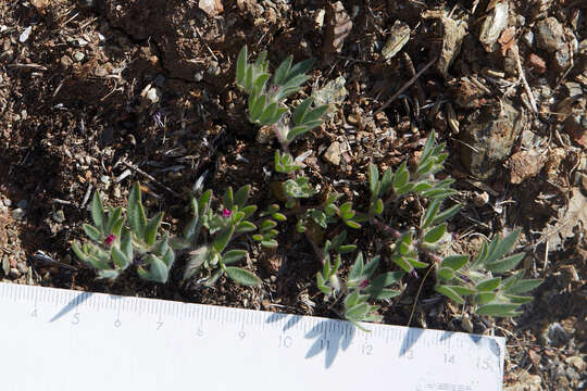 Plancia ëd Acmispon rubriflorus (Sharsm.) D. D. Sokoloff