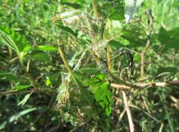 Image of River nettle