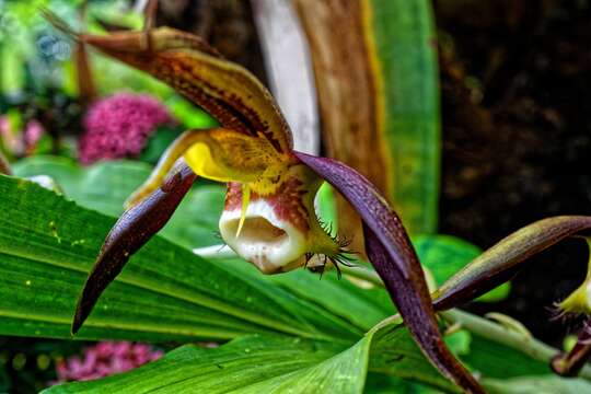 Image de Catasetum saccatum Lindl.