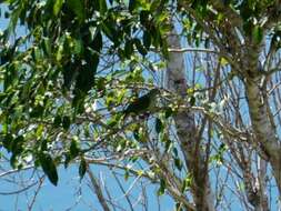 Image of Red-bellied Fruit Dove