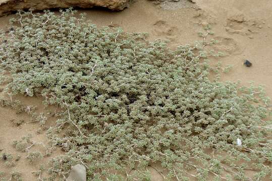 Image of Tiquilia paronychioides (Phil.) A. Richardson