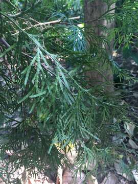 Image of Taiwan Incense-Cedar