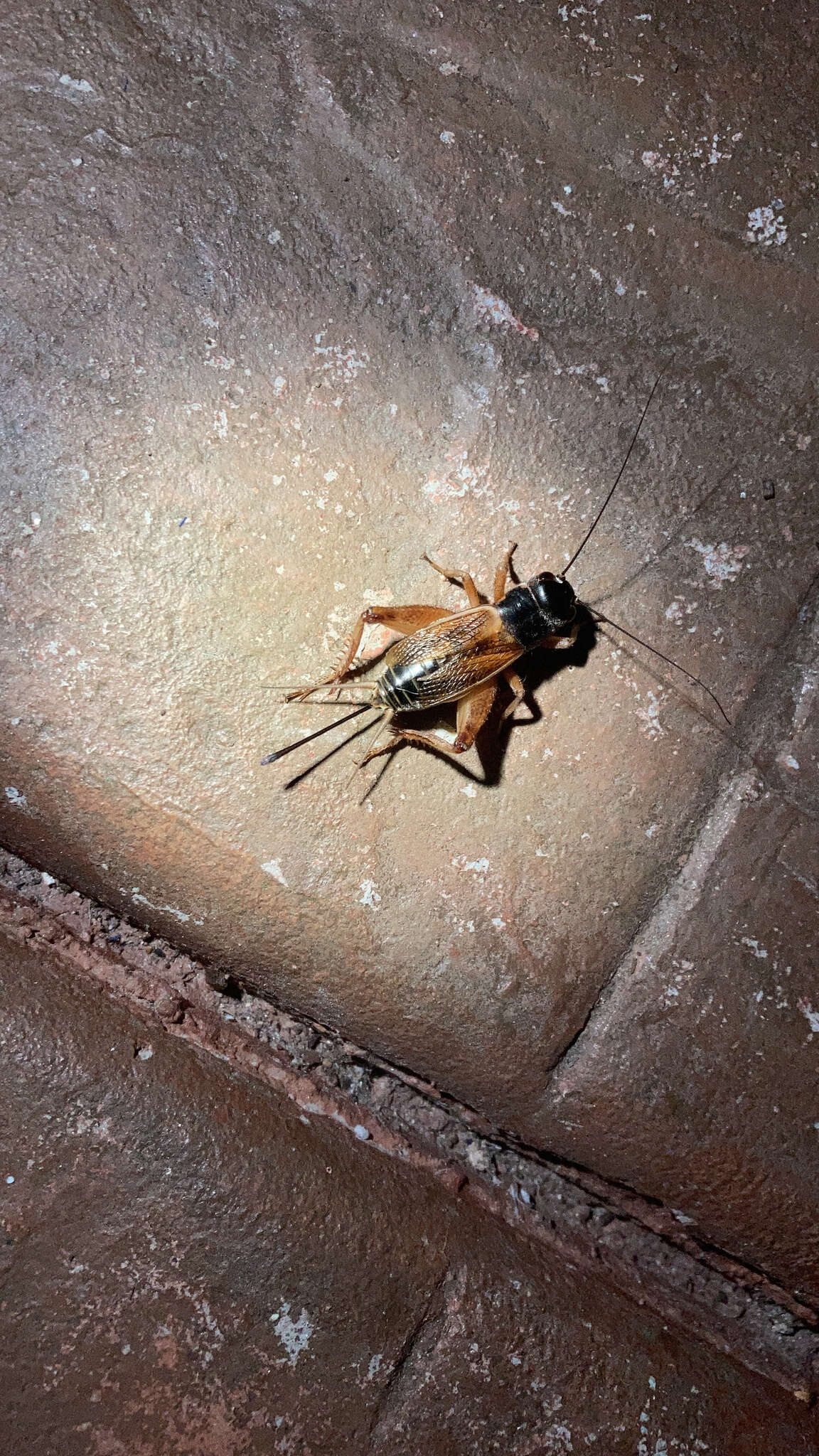 Image of Variable Field Cricket