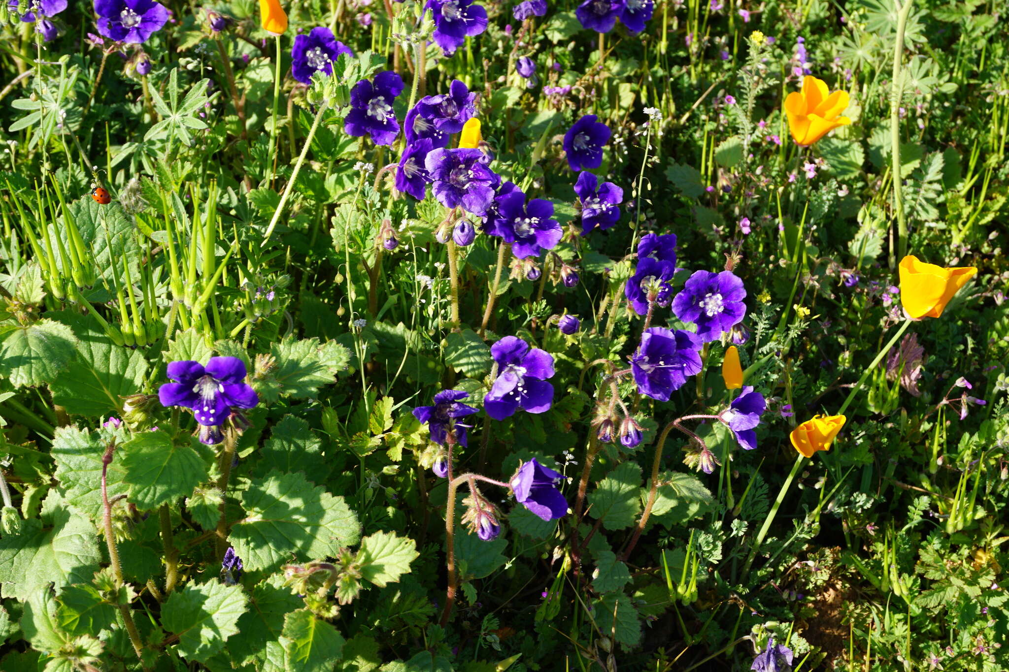 Image of Parry's phacelia