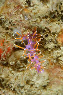 Paraflabellina ischitana (Hirano & T. E. Thompson 1990) resmi