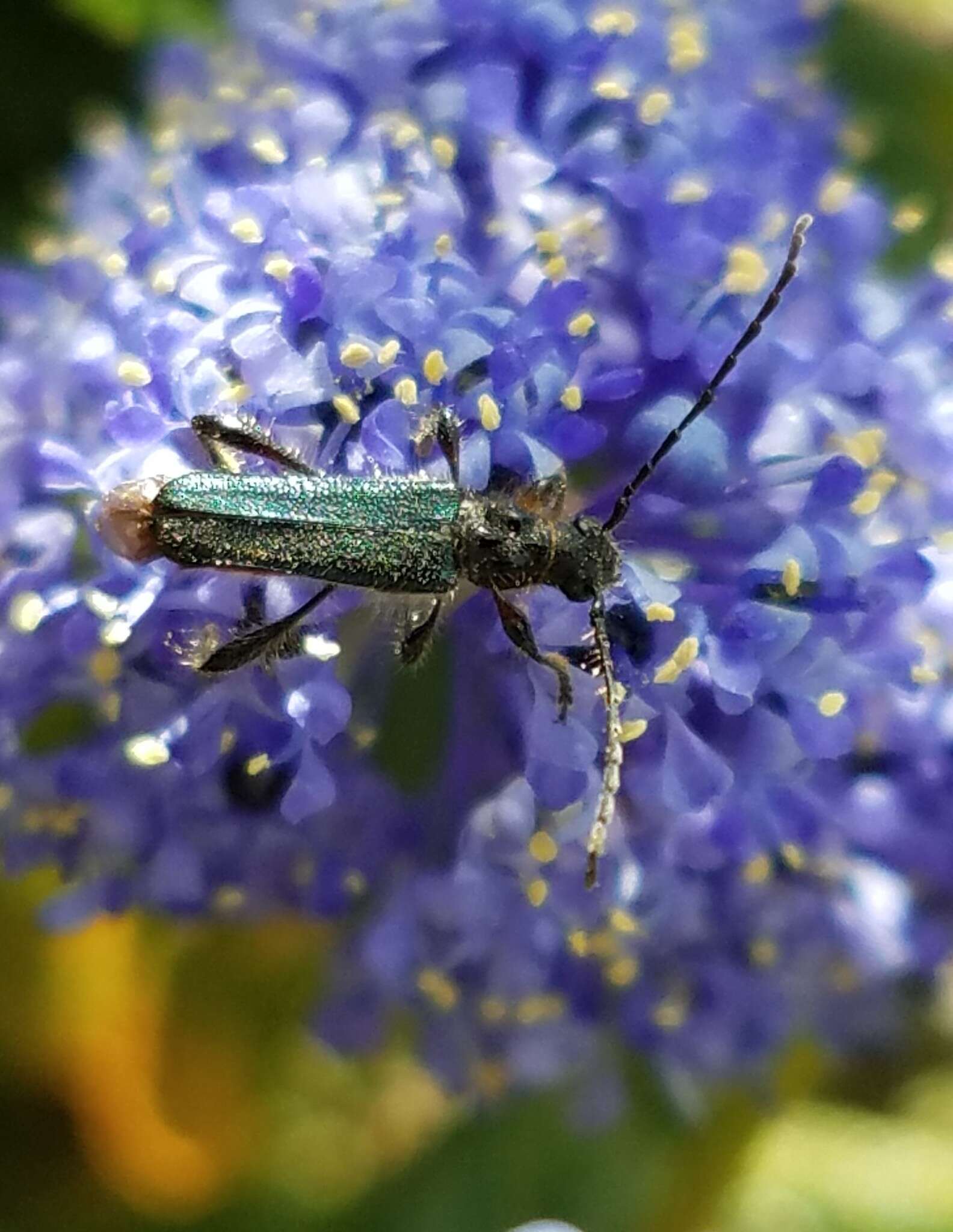 Sivun Callimus (Lampropterus) cyanipennis (Le Conte 1873) kuva