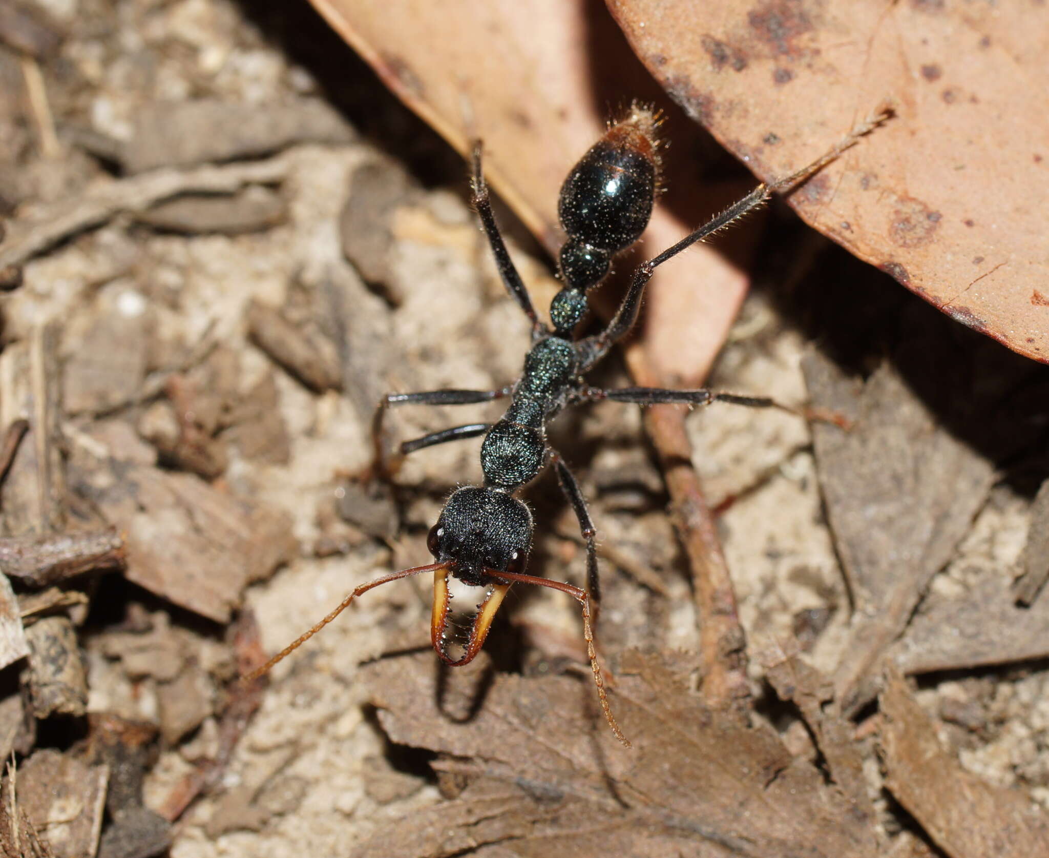 Image of Myrmecia tarsata Smith 1858