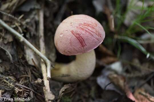 Image of Harrya chromipes (Frost) Halling, Nuhn, Osmundson & Manfr. Binder 2012