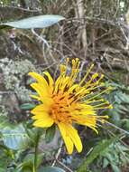 صورة Bidens cosmoides (A. Gray) Sherff