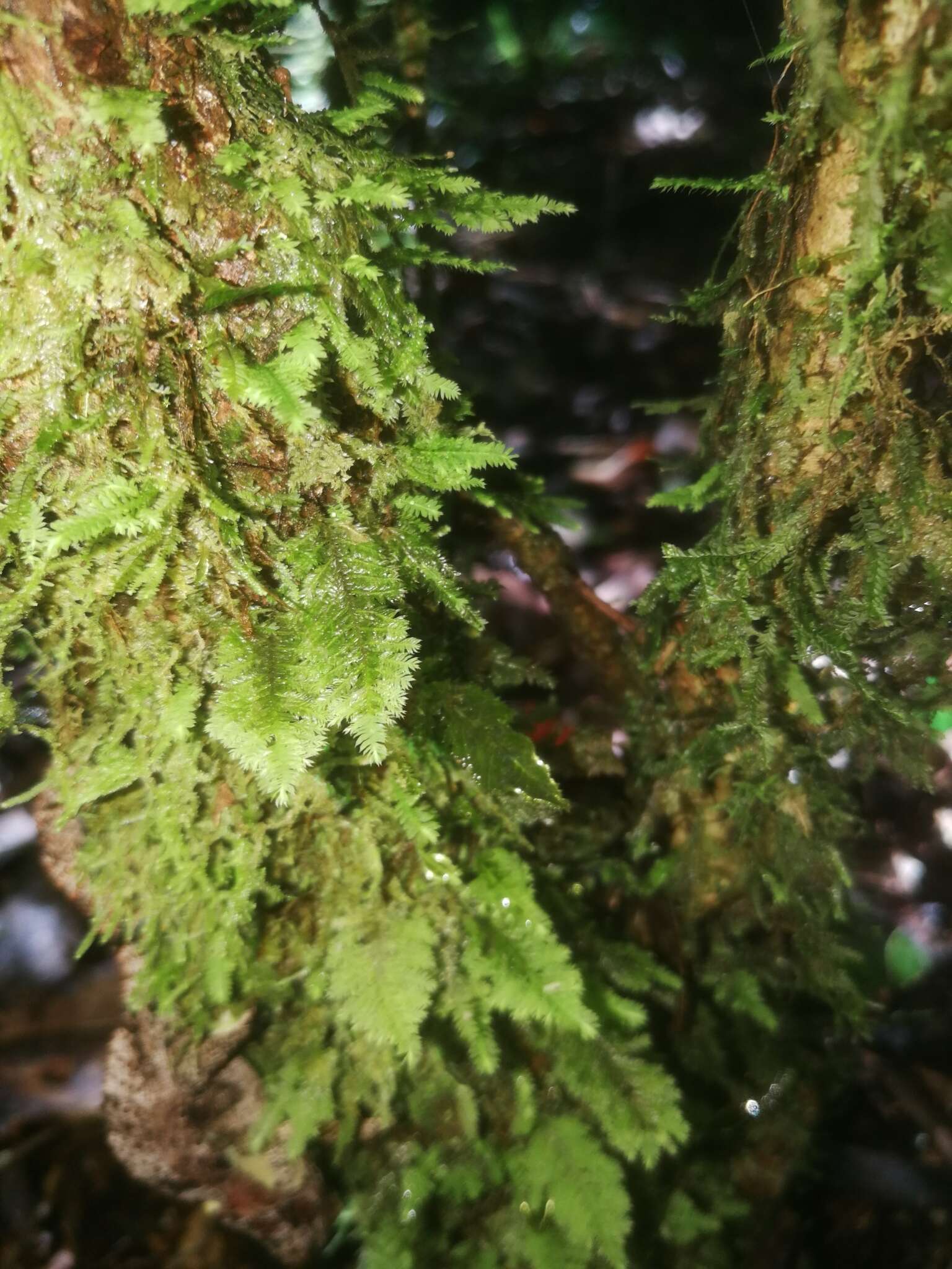 Image of Smith's leptodon moss