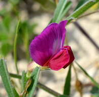 Image of subterranean vetch