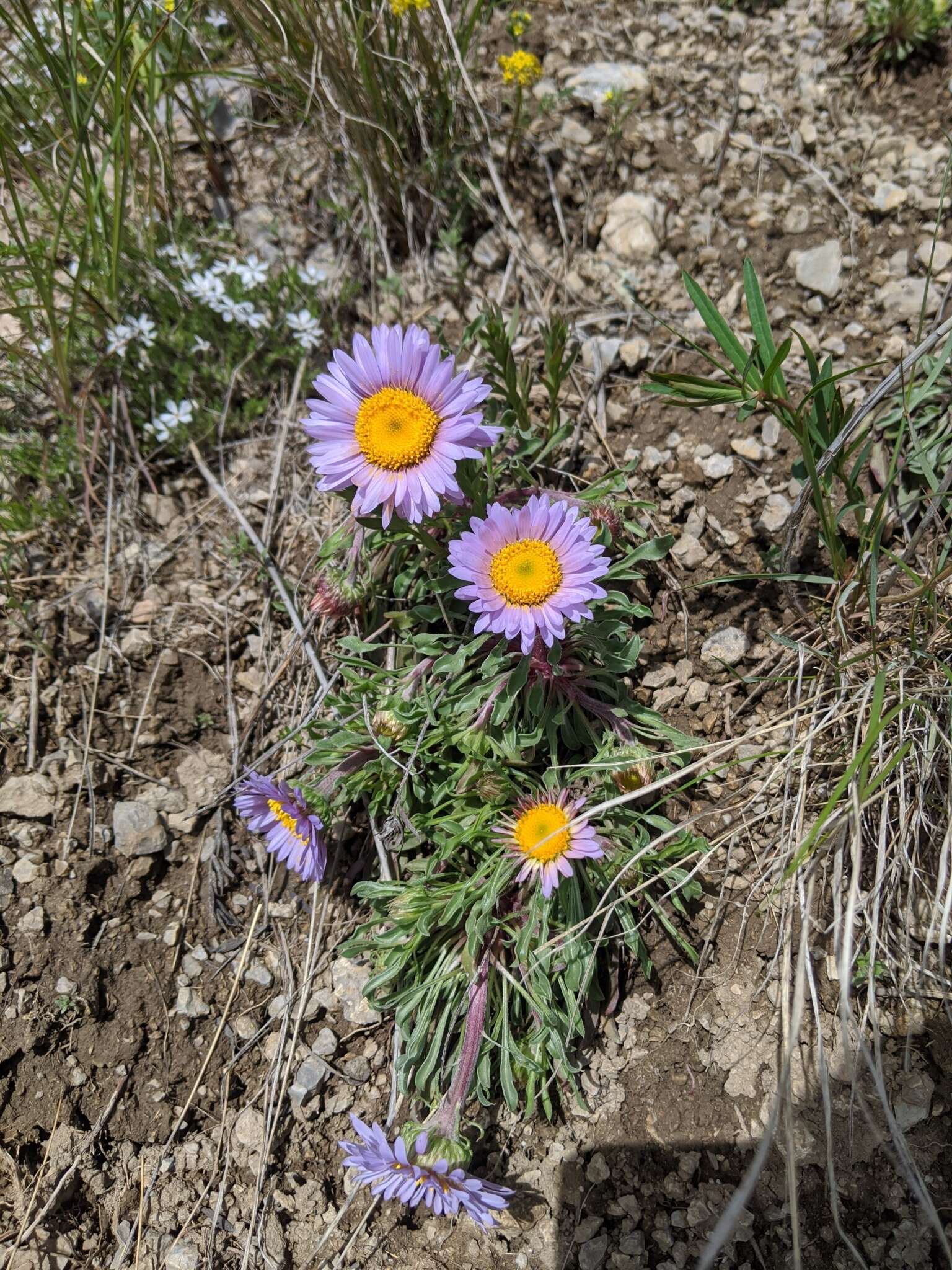 Image of Parry's Townsend daisy