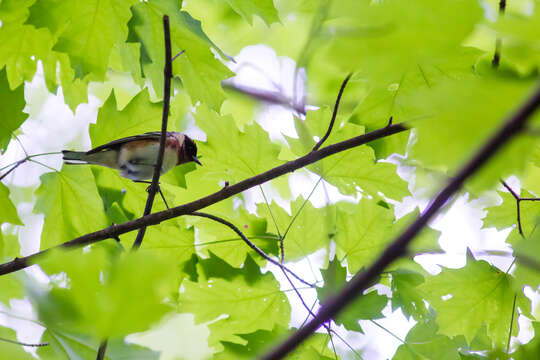 Image of Bay-breasted Warbler