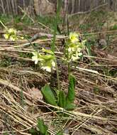 Image of Primula elatior subsp. pallasii (Lehm.) W. W. Sm. & Forrest