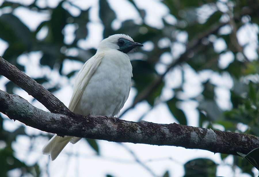 Procnias nudicollis (Vieillot 1817) resmi