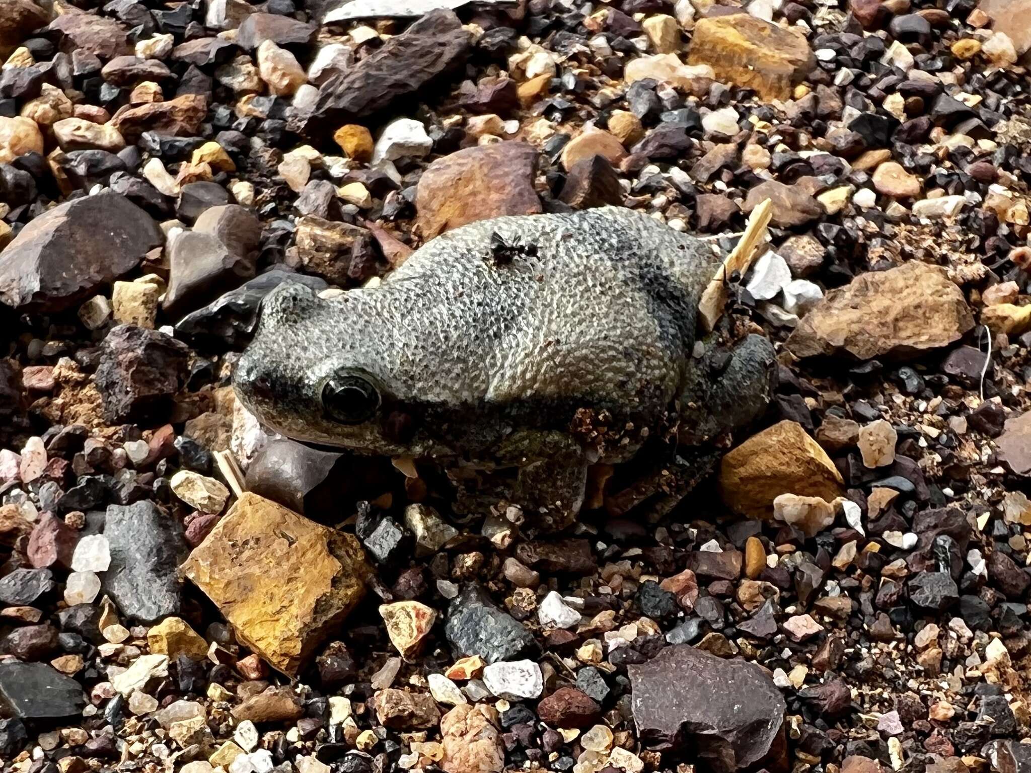 Image of Buzzing Tree Frog