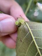 Image of Caryomyia cucurbitata Gagne 2008