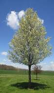 Image of Bradford Pear