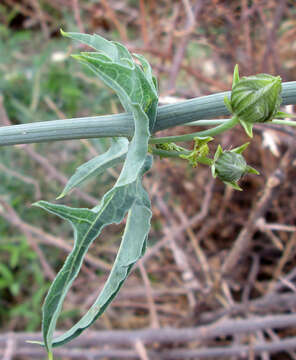 Image of Coccinia sessilifolia var. sessilifolia