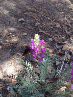 Image of purple locoweed