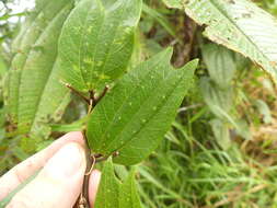 Image of Passiflora chelidonea Mast.