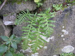 Polypodium cambricum L.的圖片