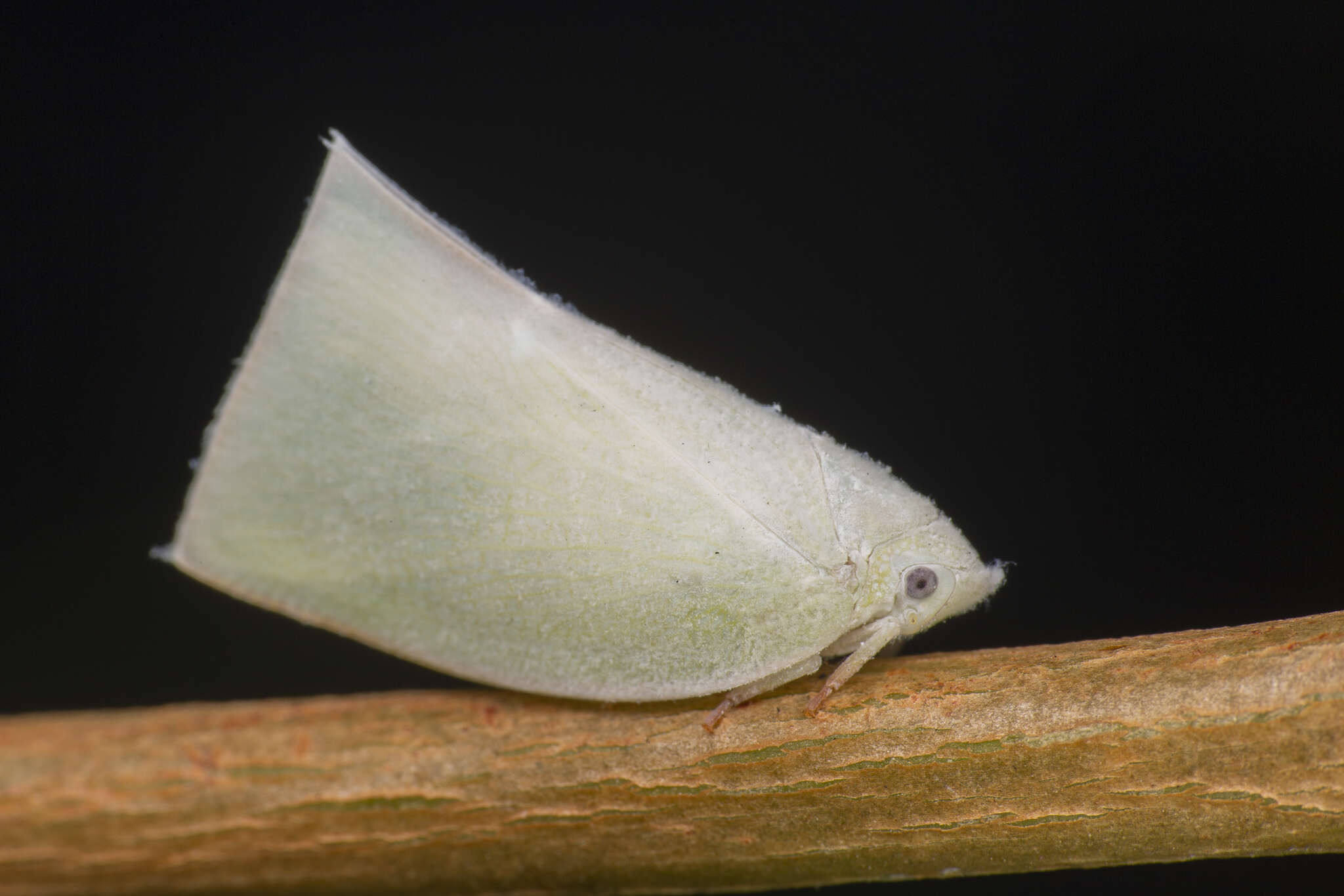 Image of Anaya luteimargo (Walker 1857)