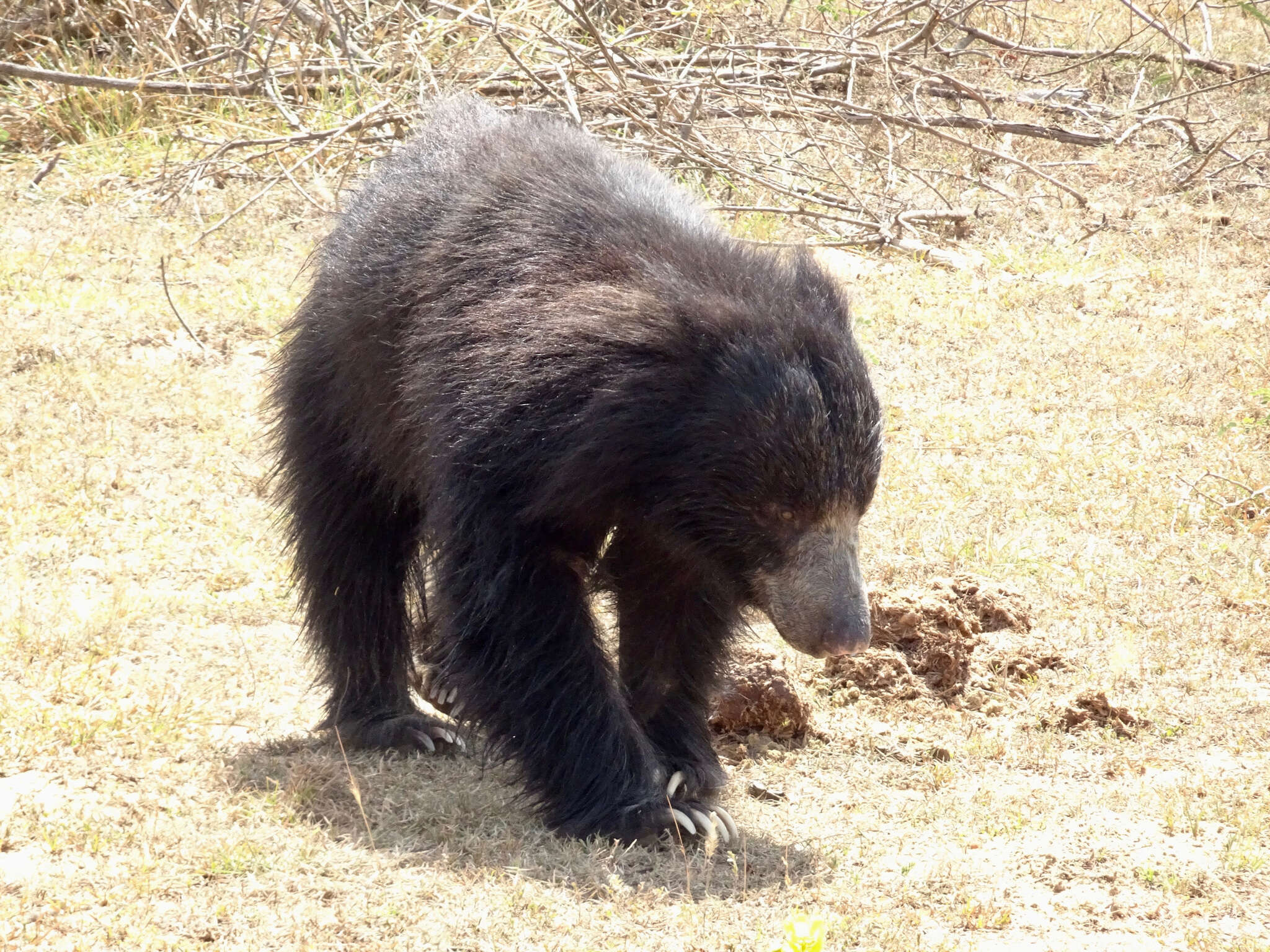 Image of Sri Lankan sloth bear