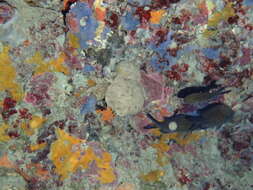 Image of Linnaeus's sponge crab