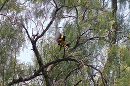 Image of Black-vented Oriole