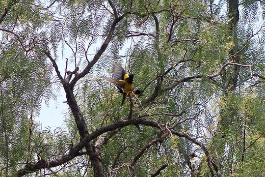 Image de Oriole cul-noir