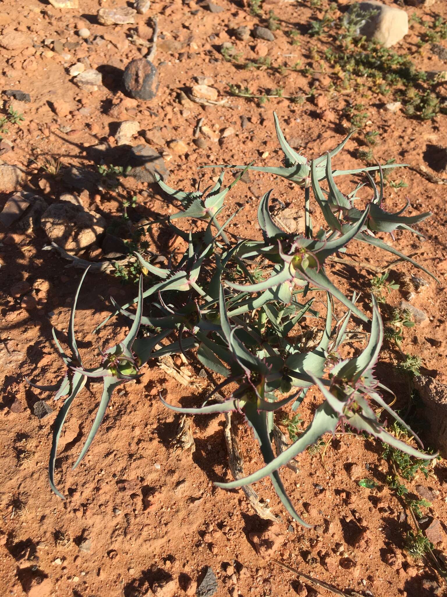 Euphorbia retusa Forssk. resmi