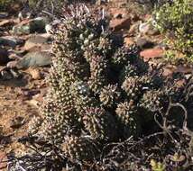 صورة Euphorbia multiceps A. Berger