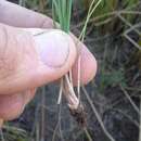 Image of Coastal Bend Quillwort