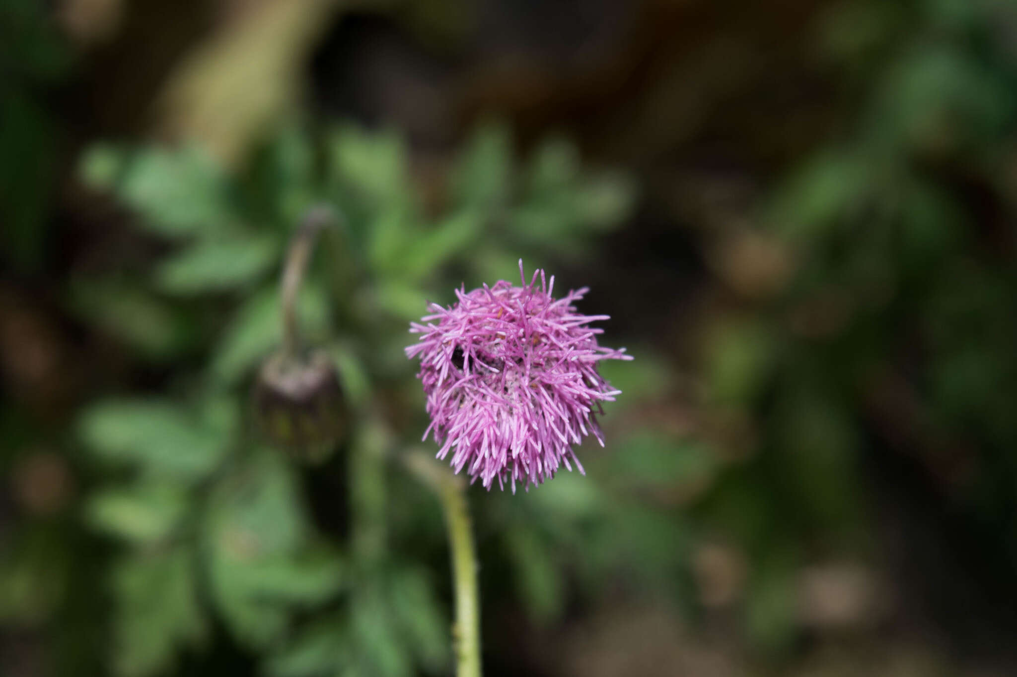 Hofmeisteria gayleana B. L. Turner的圖片