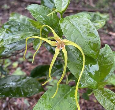 Слика од Strophanthus divaricatus (Lour.) Hook. & Arnott