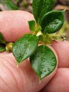 Image of Coprosma hirtella Labill.