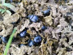 Image of Scarab beetle