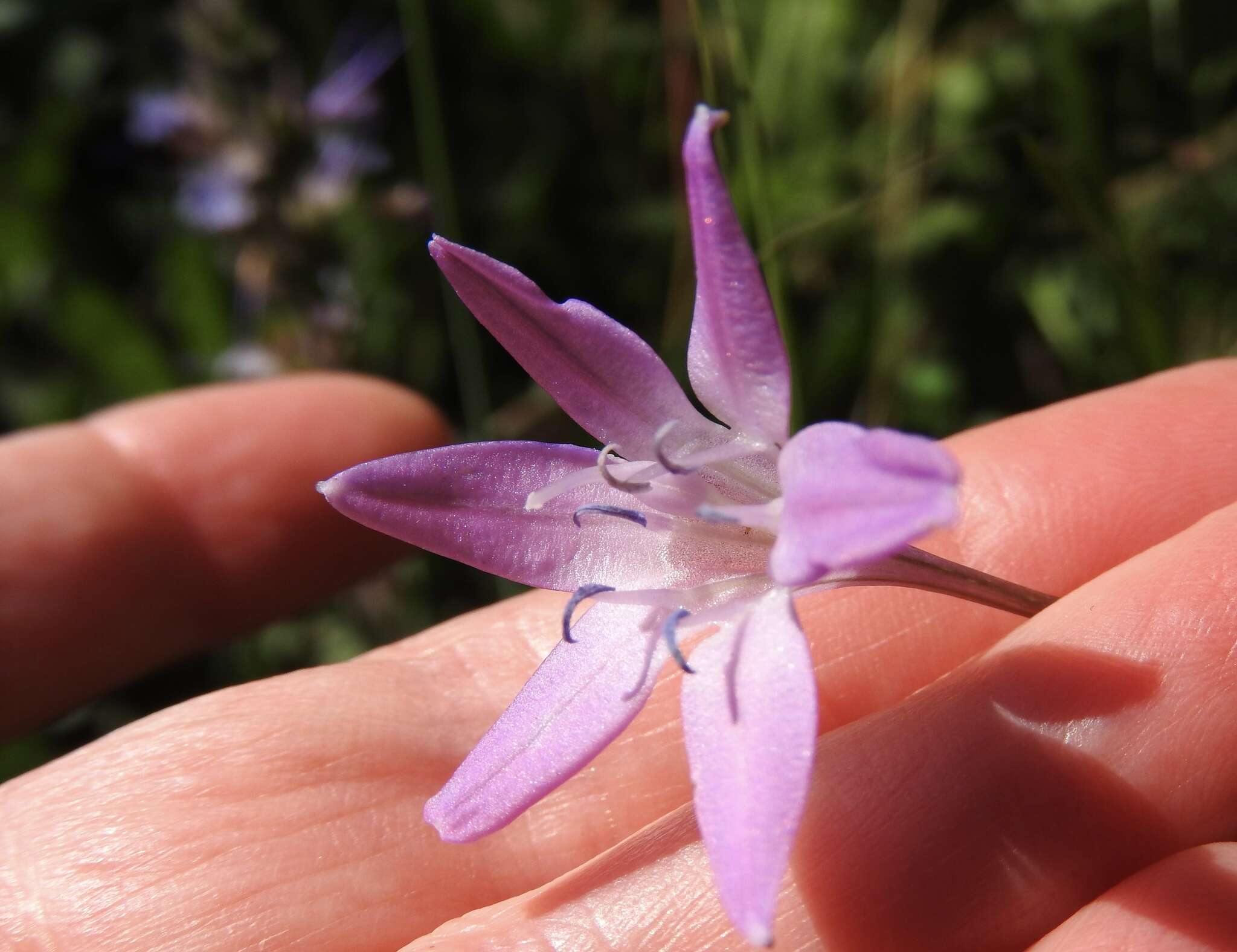 Image of Bridges' brodiaea