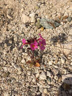 Image of Bigelow's monkeyflower