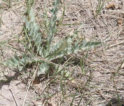 صورة Cirsium tracyi (Rydb.) Petr.