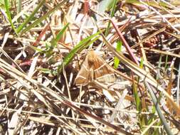 Image of Four-Lined Chocolate Moth